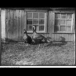 Image post by @toronto_archives on Instagram