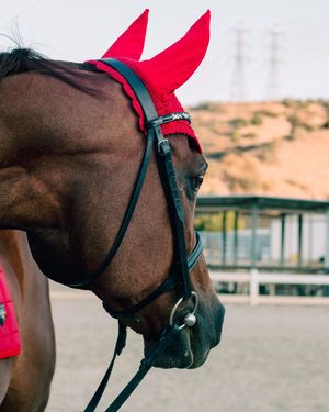 Image post by @photosbydaniiie on Instagram