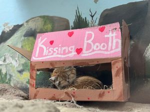 Image post by @bhamzoo on Instagram