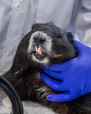Image post by @thetorontozoo on Instagram