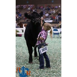 Image post by @american_royal on Instagram