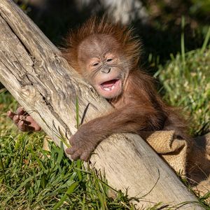 Image post by @sandiegozoo on Instagram