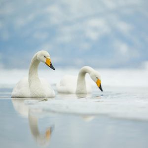Image post by @rspb on Instagram