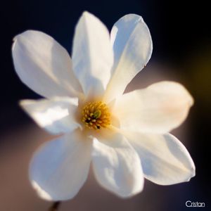 Image post by @cristan.nature.photography on Instagram