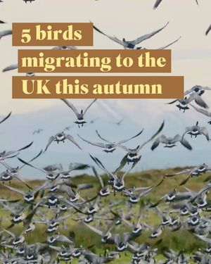 Image post by @rspb on Instagram