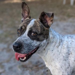 Image post by @suncoasthumane on Instagram