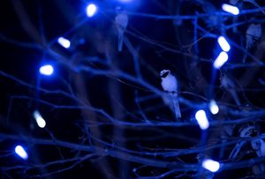 Image post by @rspb on Instagram