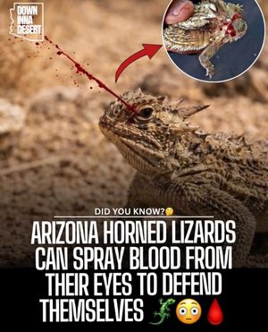 Image post by @downinnadesert on Instagram