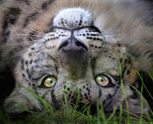 Image post by @sandiegozoo on Instagram