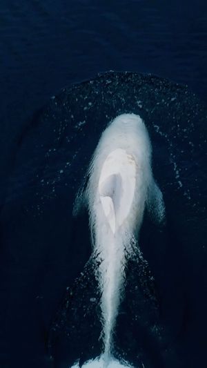 Video post by @bbcearth on Instagram