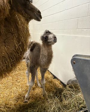 Image post by @thetorontozoo on Instagram