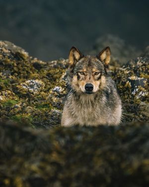 Image post by @sealegacy on Instagram