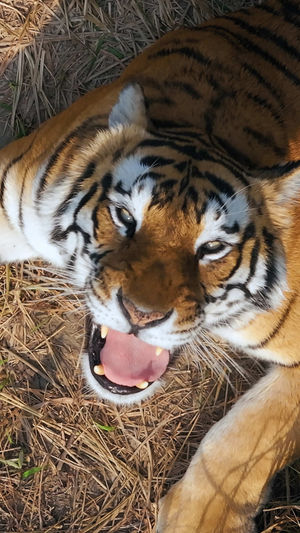 Video post by @bbcearth on TikTok