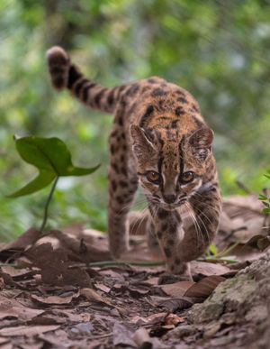 Image post by @natgeosociety on Instagram