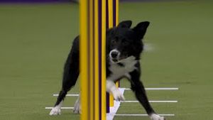 Video post by @foxsports on YouTube