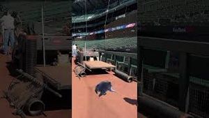 Video post by @mariners on YouTube