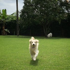 Image post by @mikethewhitegolden on Instagram