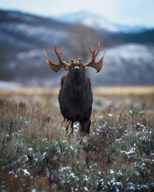 Image post by @traboldphotography on Instagram