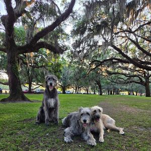 Image post by @thesavannahwolfhound on Instagram