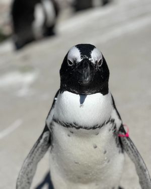 Image post by @thetorontozoo on Instagram