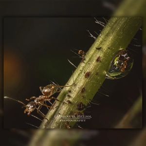 Image post by @Lathanuel Filliol Photography on Facebook