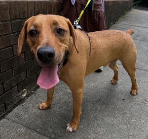 Image post by @northmeckanimalrescue on Instagram