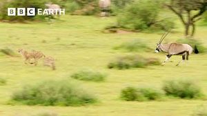 Video post by @bbcearth on YouTube