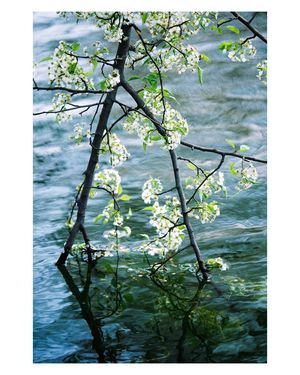 Image post by @kodakprofessional on Instagram