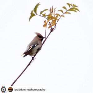 Image post by @rspb on Instagram