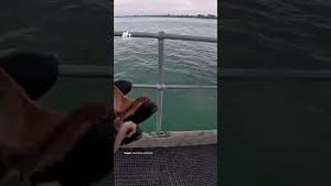 Video post by @nmasunivision on YouTube