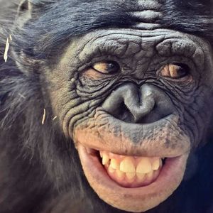 Image post by @sandiegozoo on Instagram
