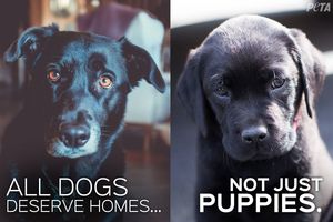 Image post by @peta on Twitter