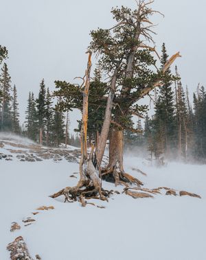 Image post by @chandlerwebercreative on Instagram