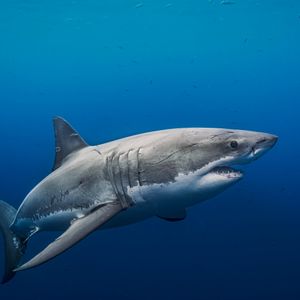 Image post by @discovery on Instagram