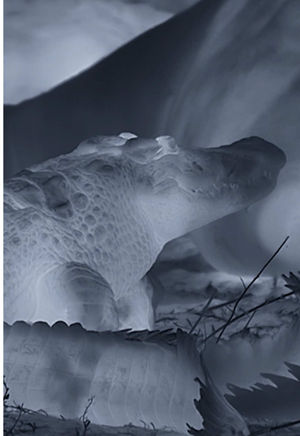 Video post by @bbcearth on TikTok