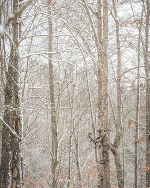 Image post by @realtreeoutdoors on Instagram