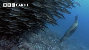 Video post by @bbcearth on YouTube