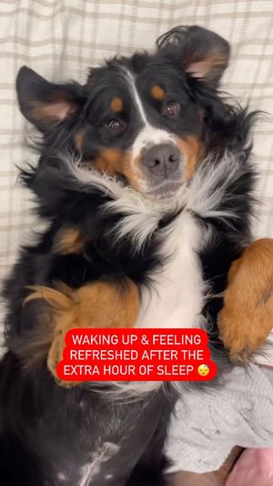 Video post by @petsmart on Instagram