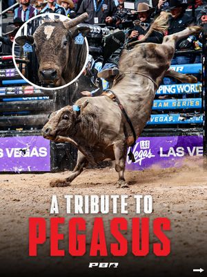 Image post by @pbr on Instagram