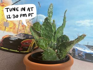 Image post by @phoenixraceway on Twitter