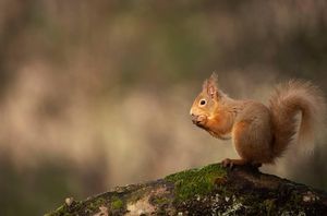 Image post by @rspb on Instagram