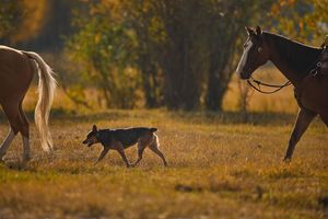 Image post by @durangoboots on Instagram