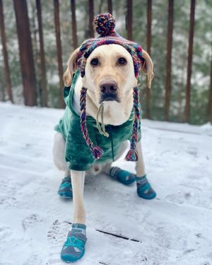 Image post by @pupcorntreats on Instagram