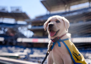 Image post by @canineorg on Instagram
