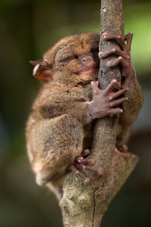 Image post by @AnimalPlanet on Twitter