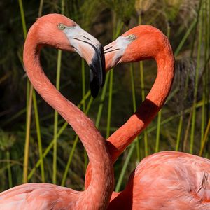 Image post by @sandiegozoo on Instagram