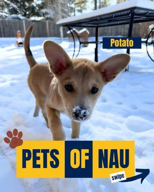 Image post by @nauflagstaff on Instagram