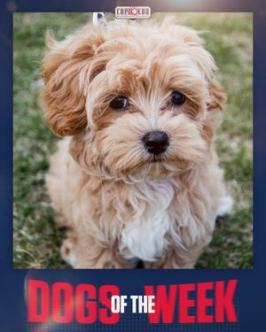 Image post by @officialccbl on Instagram