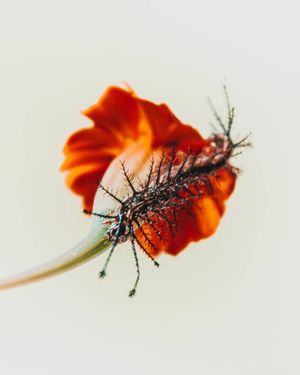 Image post by @chrisbolt on Instagram