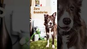 Video post by @dogsthat on YouTube